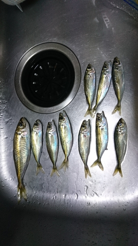 アジの釣果