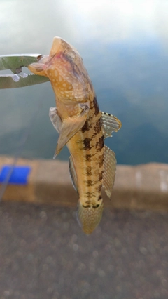 ハゼの釣果