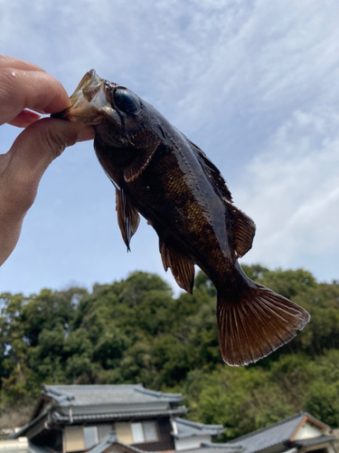 メバルの釣果