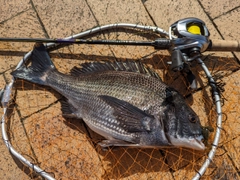 クロダイの釣果