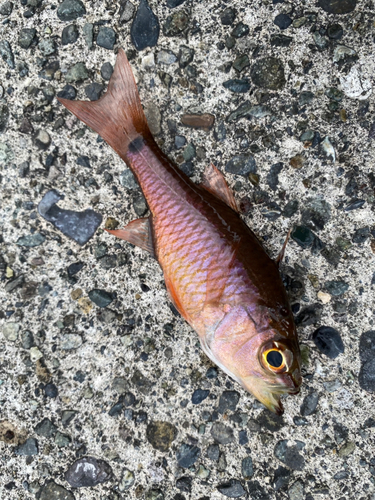 クロホシイシモチの釣果