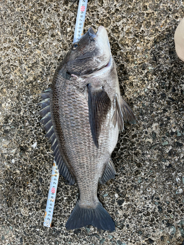 チヌの釣果