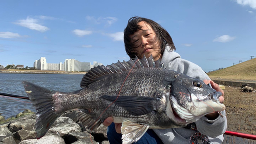 チヌの釣果