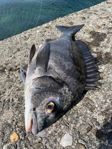 チヌの釣果