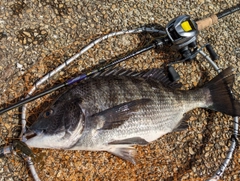 クロダイの釣果