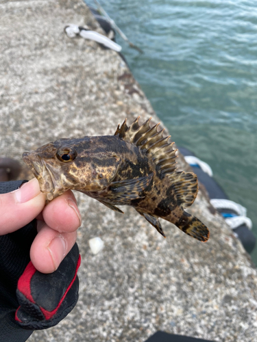 タケノコメバルの釣果