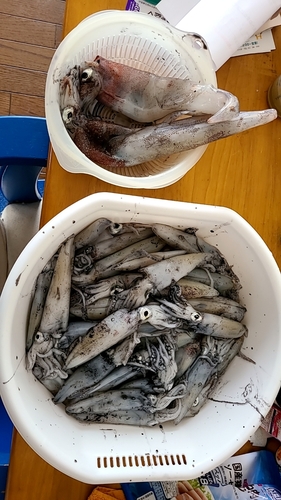 マメイカの釣果