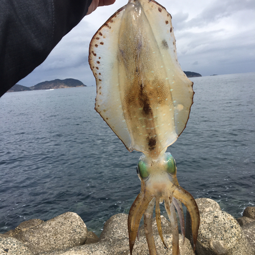 アオリイカの釣果