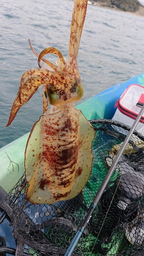 アオリイカの釣果