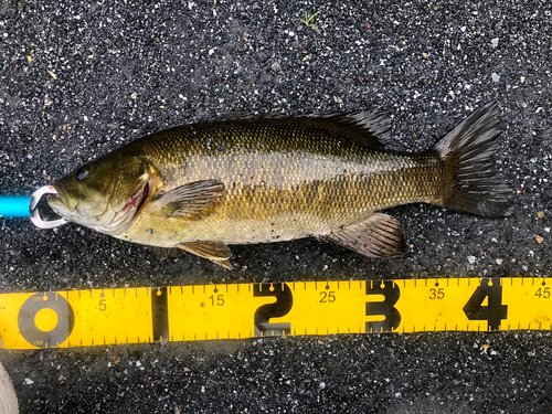 スモールマウスバスの釣果