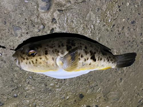 フグの釣果