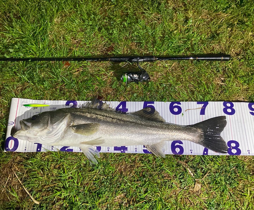 シーバスの釣果