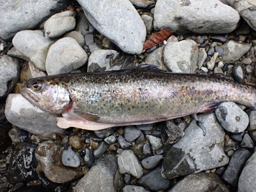 ニジマスの釣果