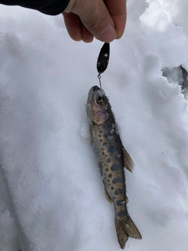 ヤマメの釣果