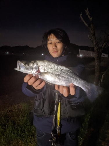 ヒラスズキの釣果