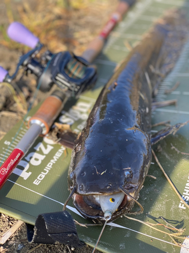 ナマズの釣果