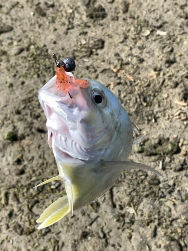 メッキの釣果