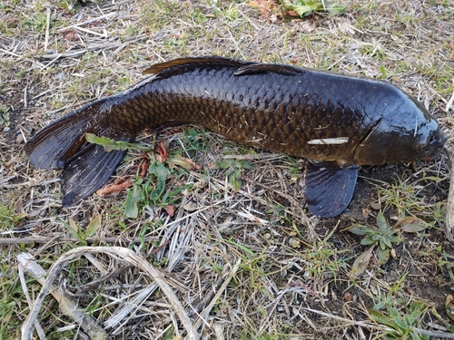 コイの釣果