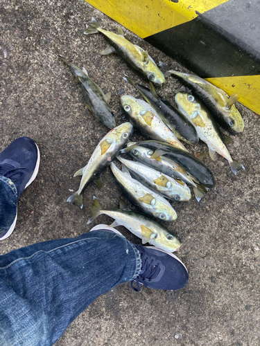 シロサバフグの釣果