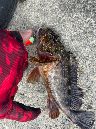 カサゴの釣果