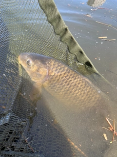 コイの釣果