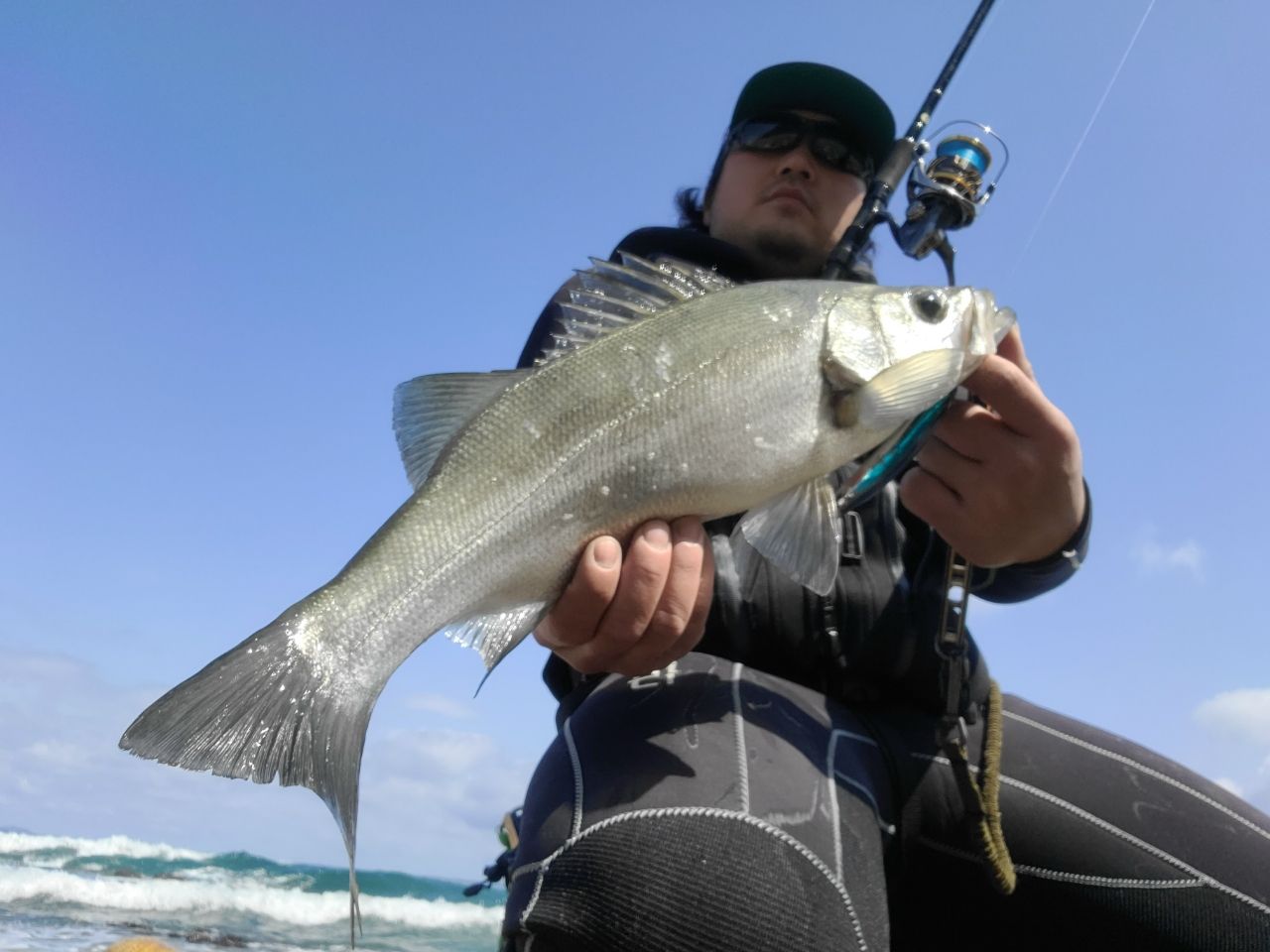 セイゴ（ヒラスズキ）