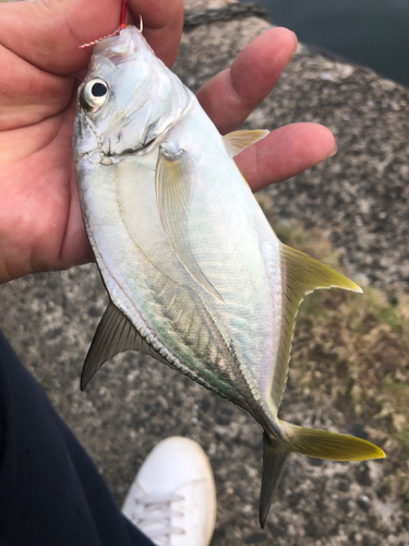 オニヒラアジの釣果