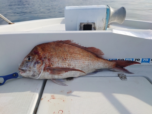 マダイの釣果