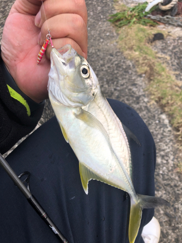 オニヒラアジの釣果