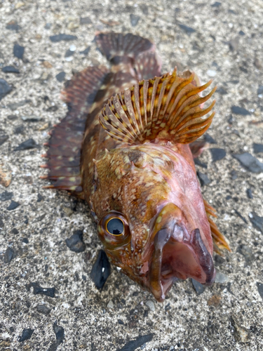 カサゴの釣果