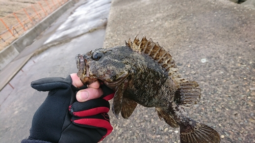 ソイの釣果