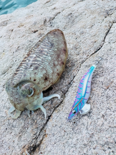 コウイカの釣果