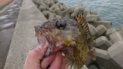 カサゴの釣果