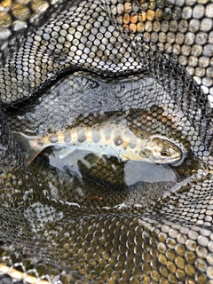 アマゴの釣果