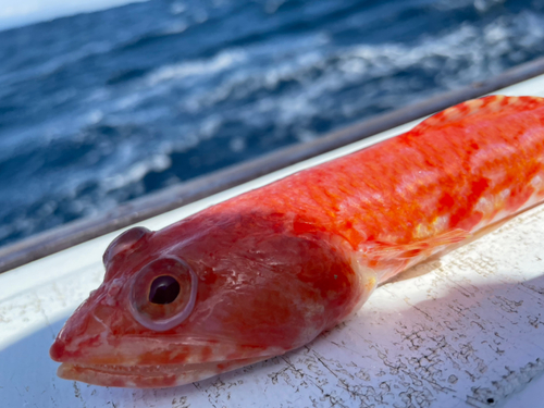 エソの釣果