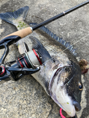 チヌの釣果