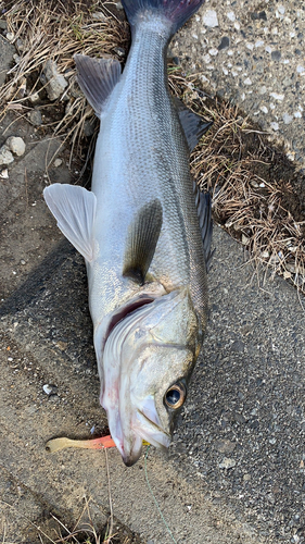 釣果