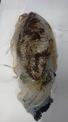 コウイカの釣果