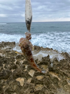 イシミーバイの釣果
