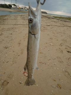 カマスの釣果