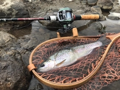 ニジマスの釣果