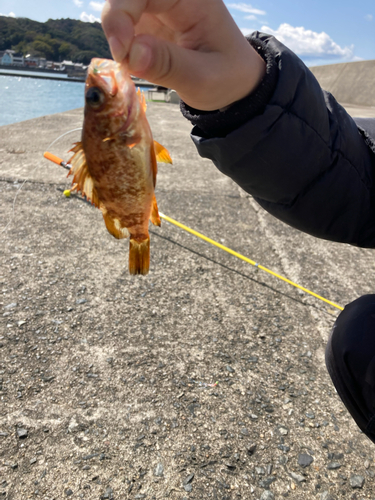 キンメバルの釣果