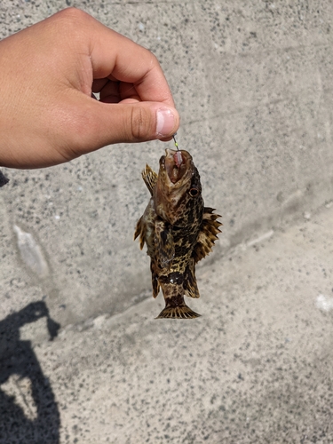 タケノコメバルの釣果