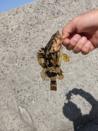 タケノコメバルの釣果