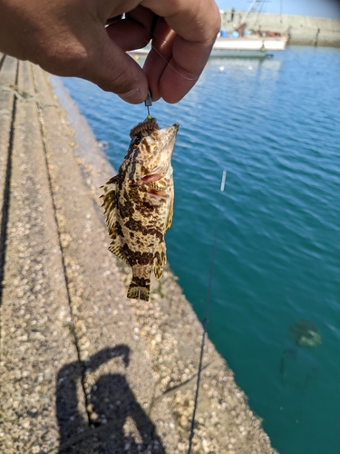 タケノコメバルの釣果