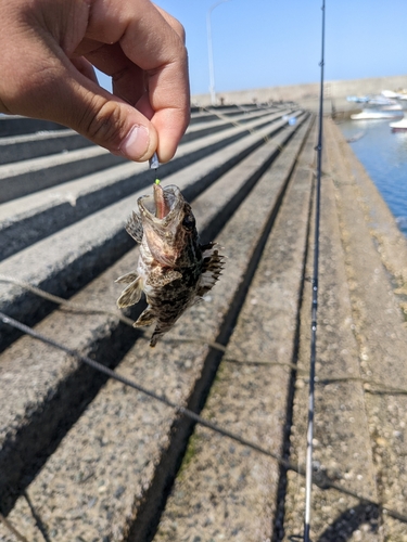 タケノコメバルの釣果