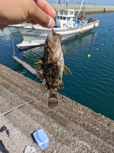 タケノコメバルの釣果