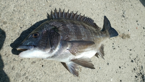 チヌの釣果