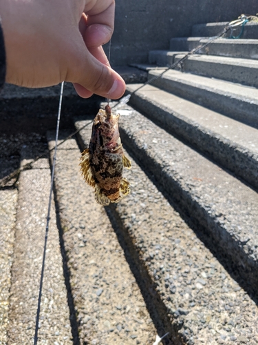 タケノコメバルの釣果