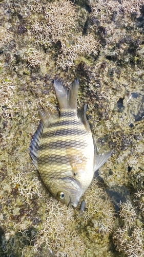 スズメダイの釣果